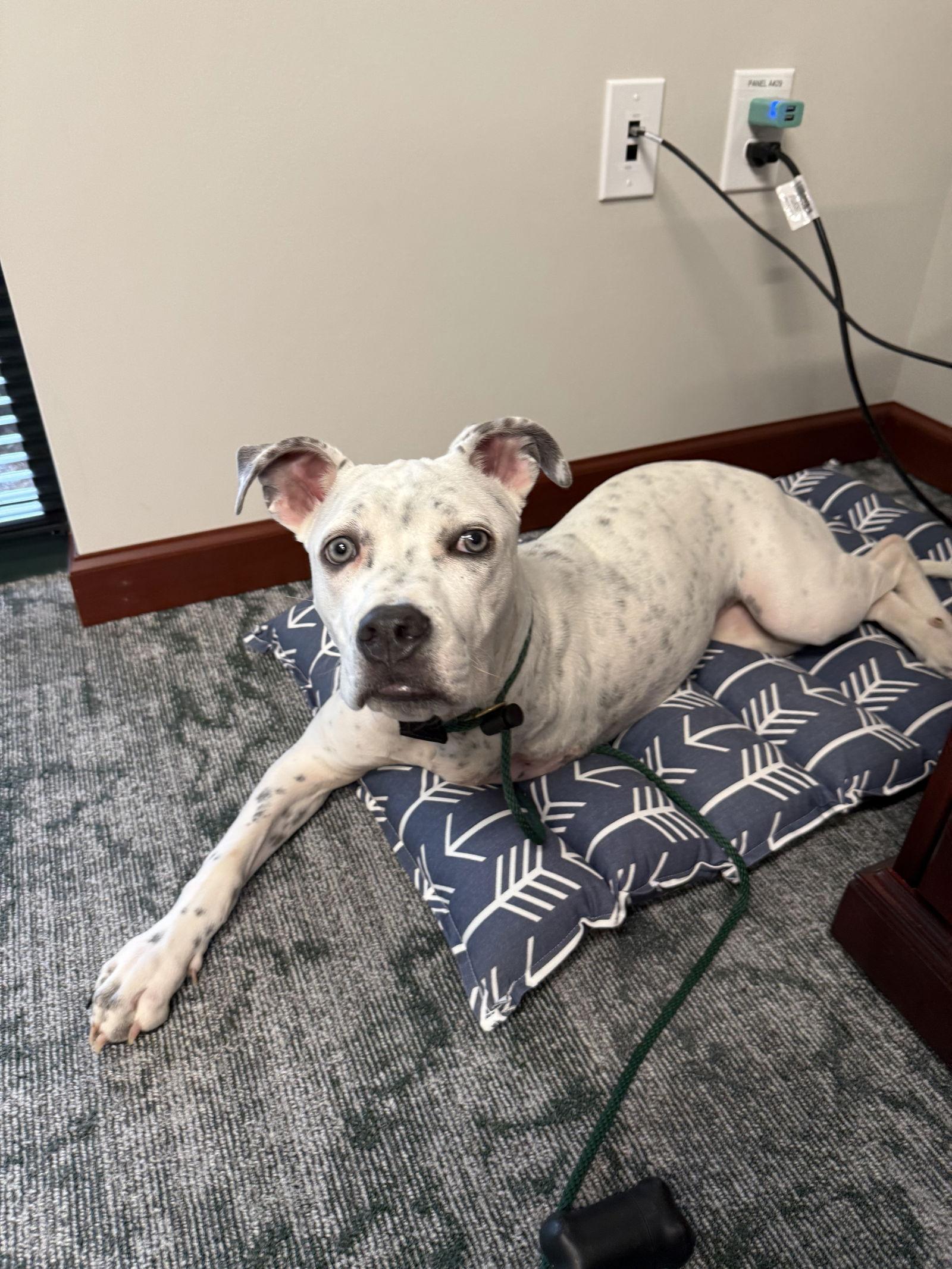 Enlarge Susie, a Adoptable Terrier in Greenville, SC image 2/3
