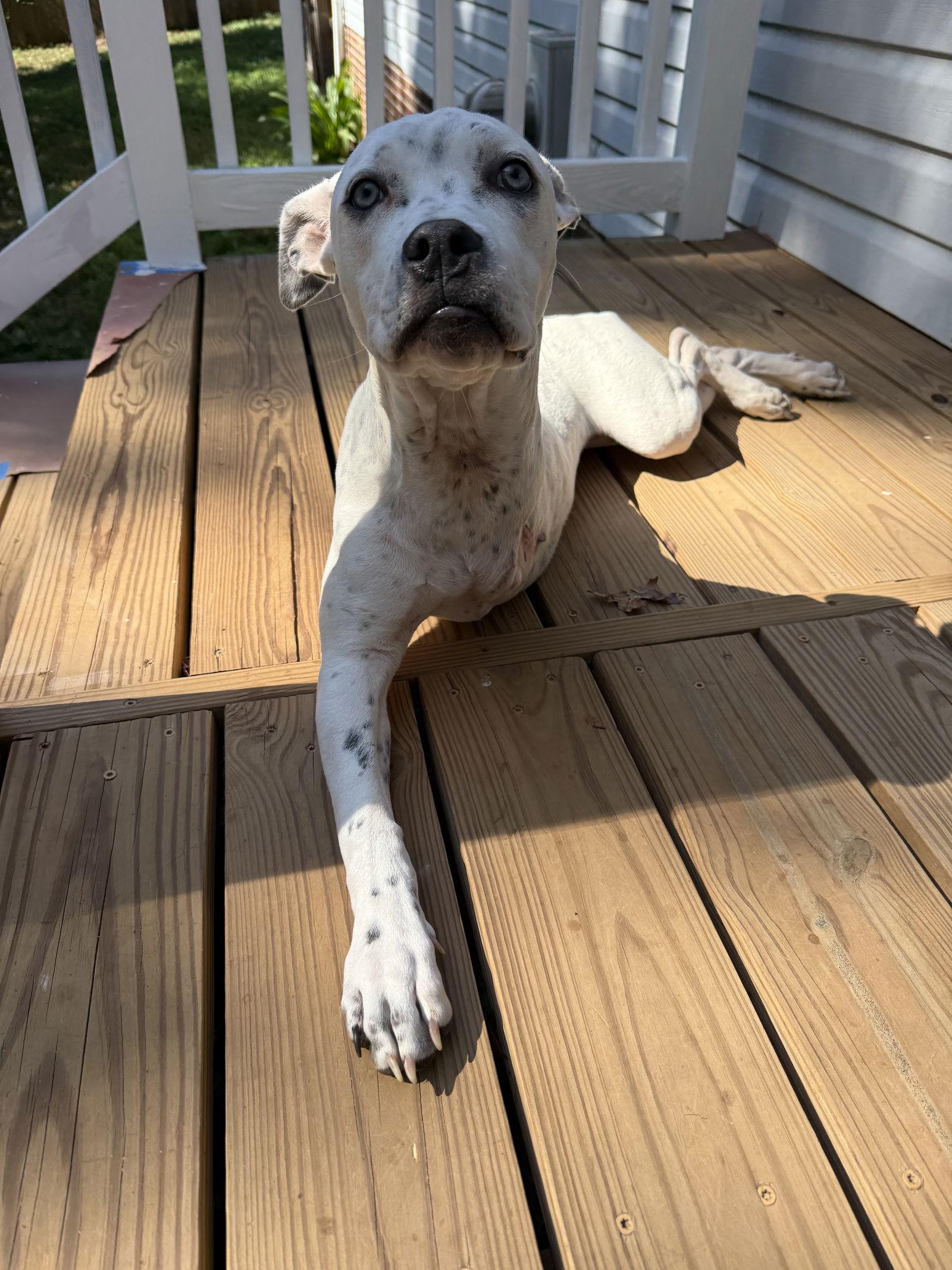 Enlarge Susie, a Adoptable Terrier in Greenville, SC image 3/3