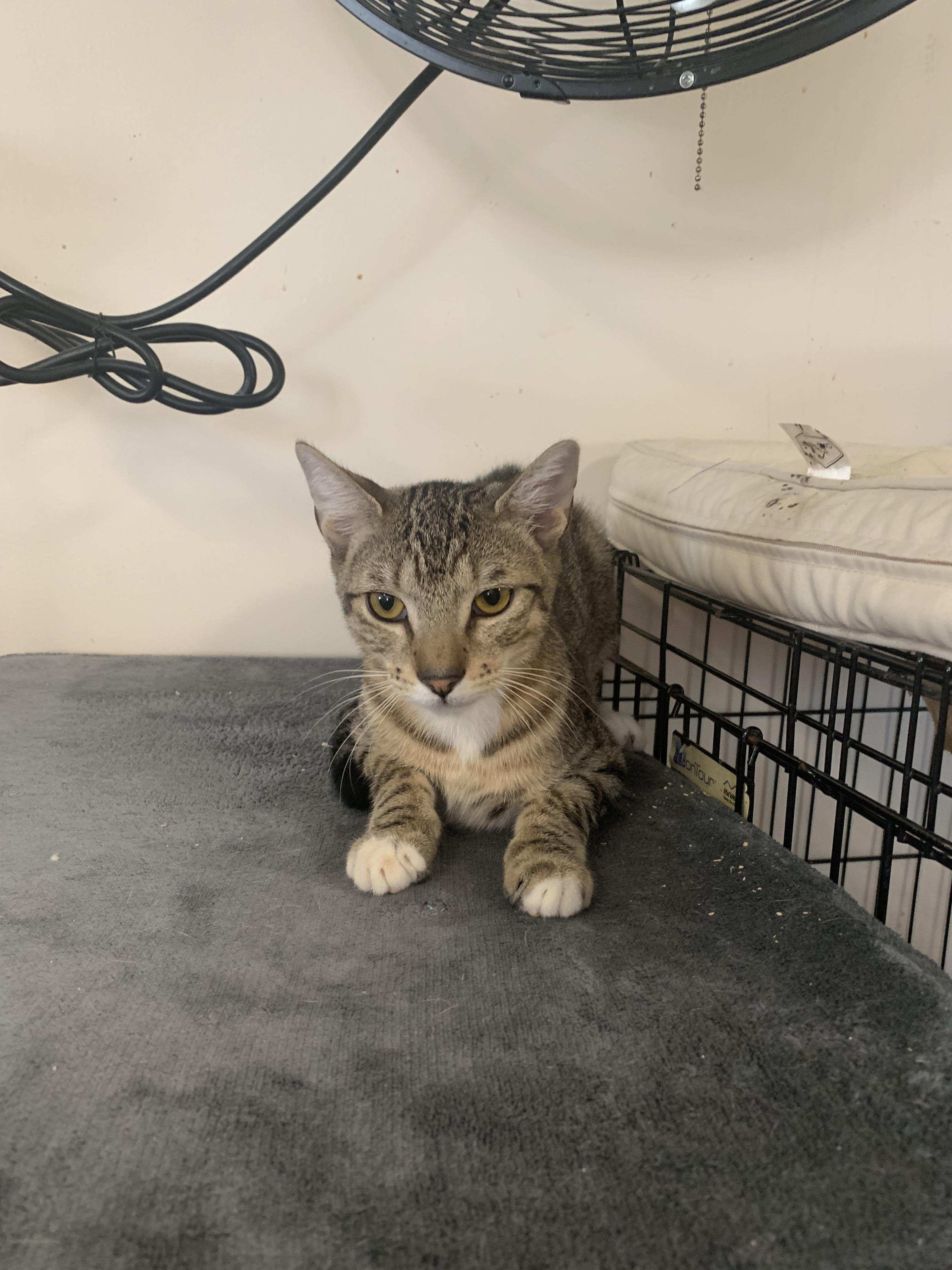 Trucker, a Adoptable Domestic Short Hair in Brooklyn, NY image 2/5