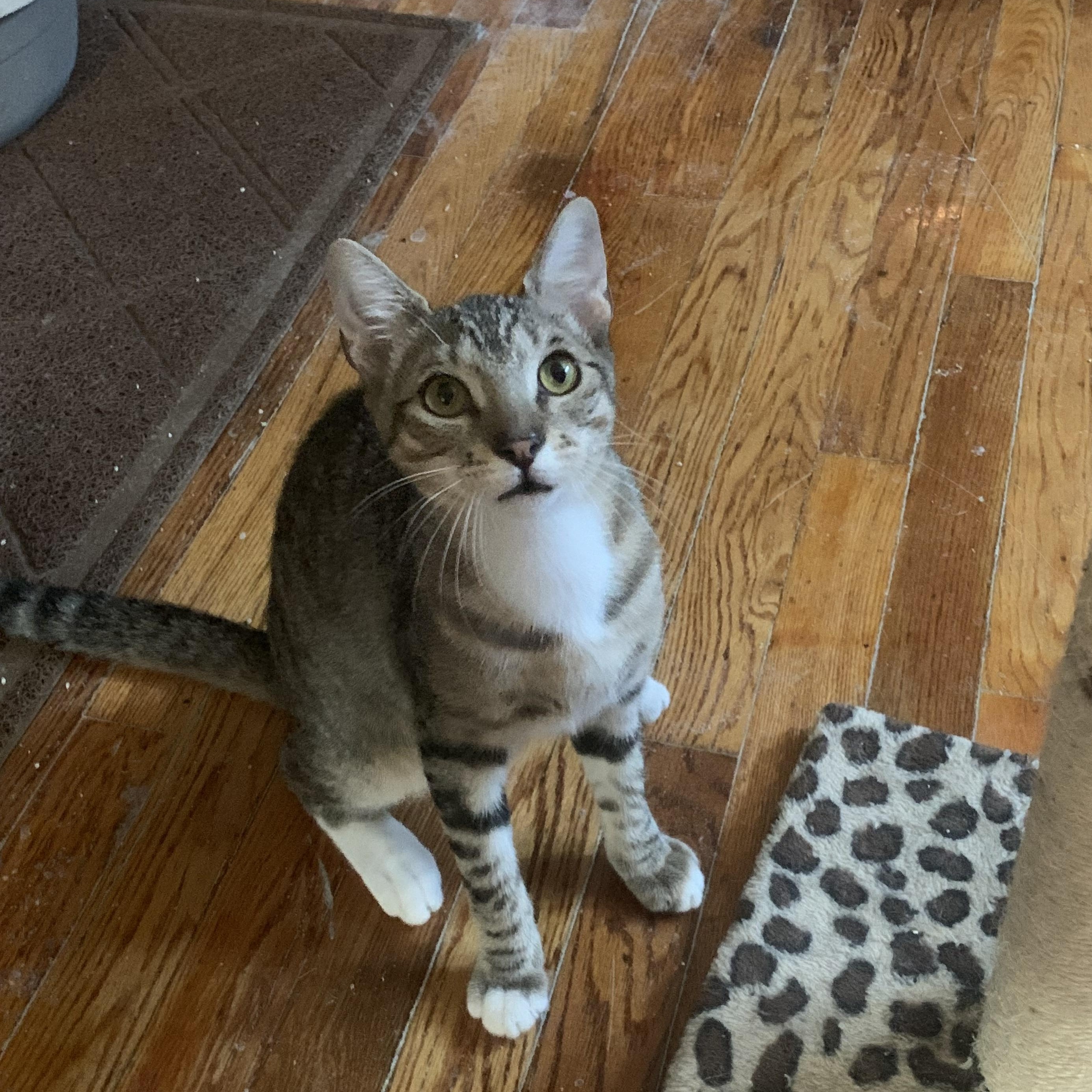 Trucker, a Adoptable Domestic Short Hair in Brooklyn, NY image 3/5