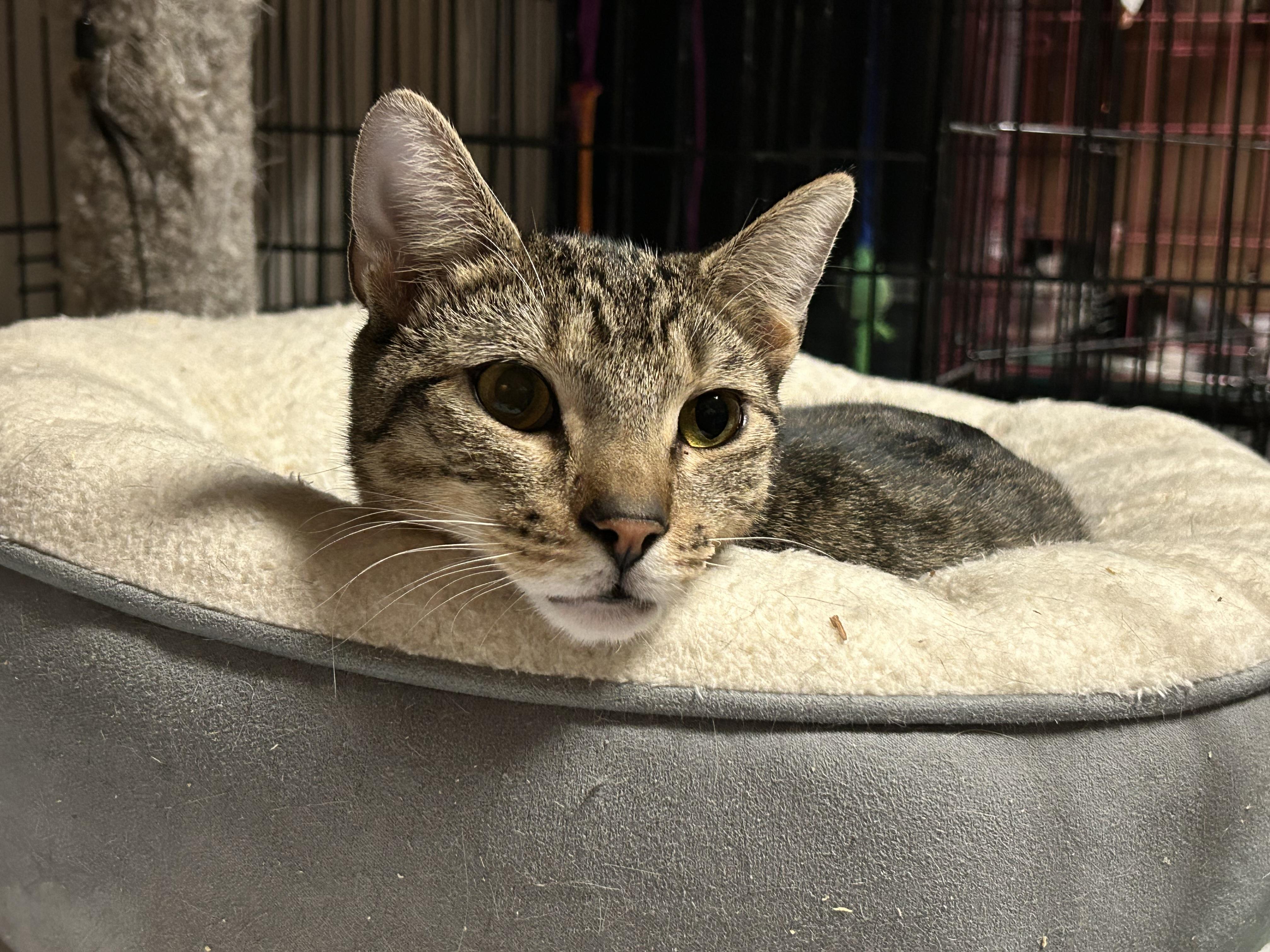 Trucker, a Adoptable Domestic Short Hair in Brooklyn, NY image 1/5