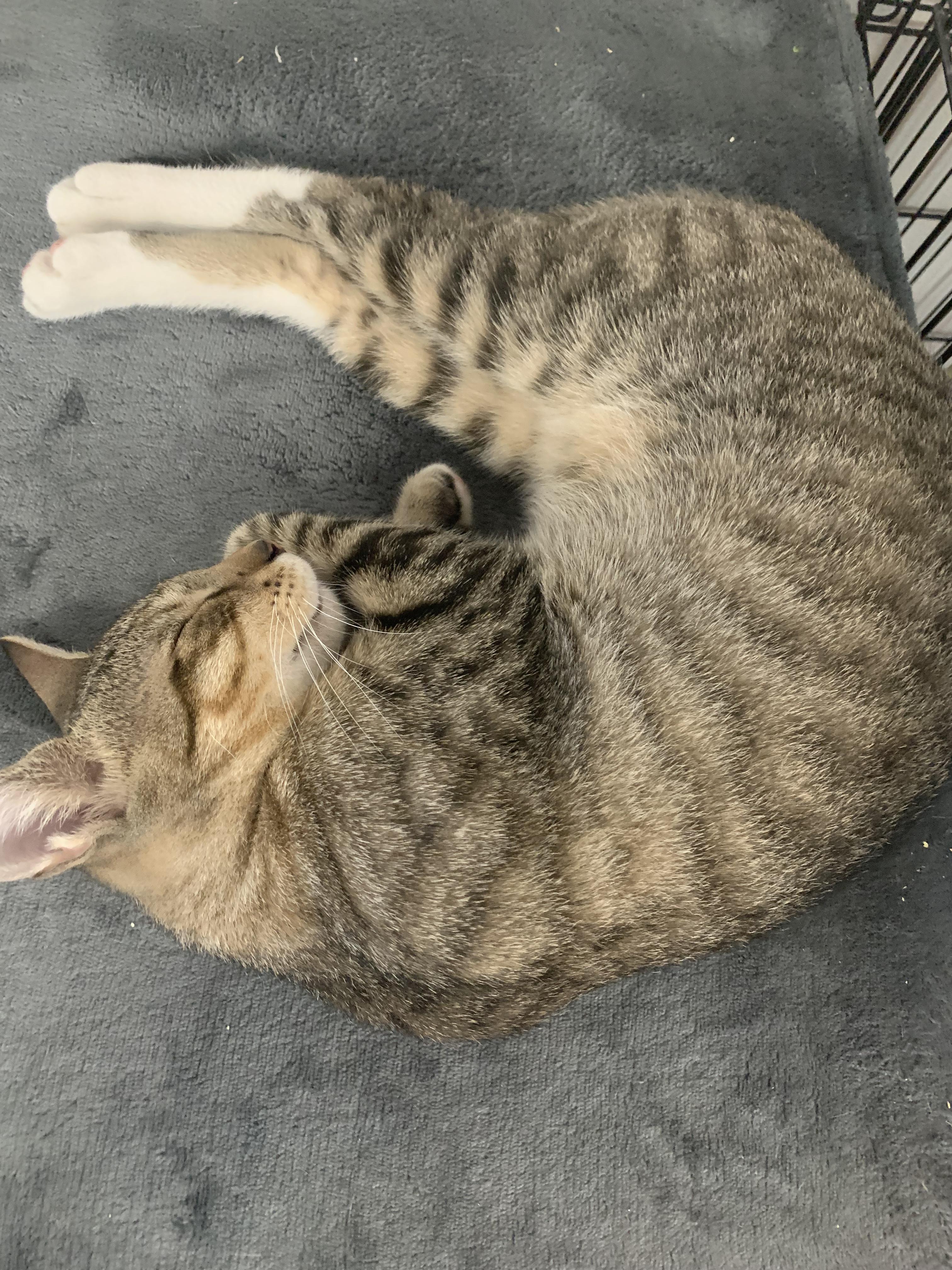 Trucker, a Adoptable Domestic Short Hair in Brooklyn, NY image 4/5