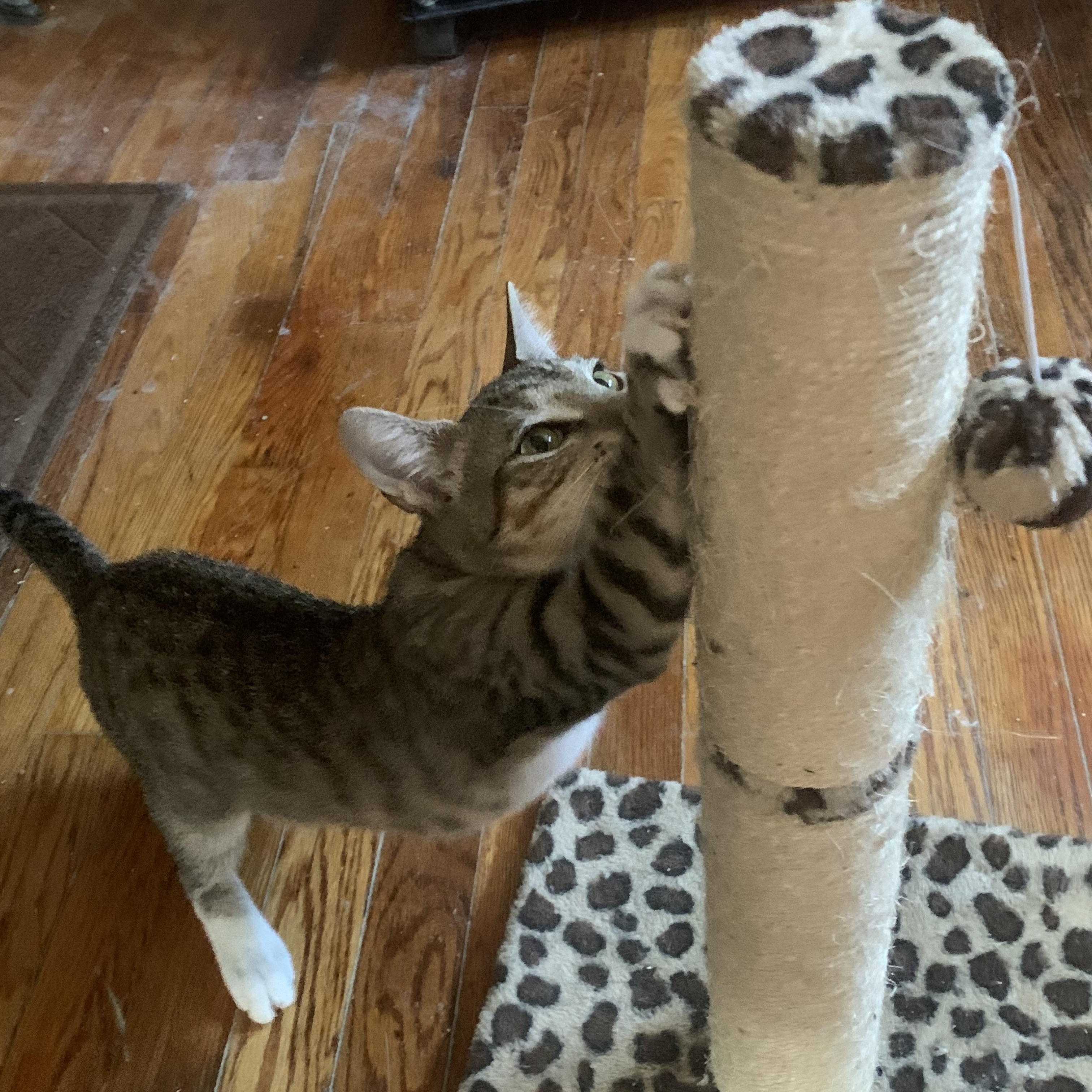 Trucker, a Adoptable Domestic Short Hair in Brooklyn, NY image 5/5