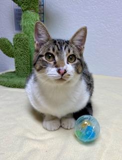 Moe, an adoptable Domestic Short Hair in Pasco, WA, 99301 | Photo Image 4