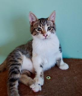 Moe, an adoptable Domestic Short Hair in Pasco, WA, 99301 | Photo Image 2