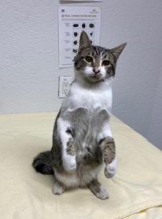 Moe, an adoptable Domestic Short Hair in Pasco, WA, 99301 | Photo Image 5
