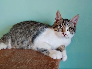 Moe, an adoptable Domestic Short Hair in Pasco, WA, 99301 | Photo Image 3
