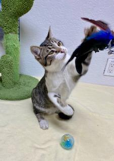 Moe, an adoptable Domestic Short Hair in Pasco, WA, 99301 | Photo Image 1