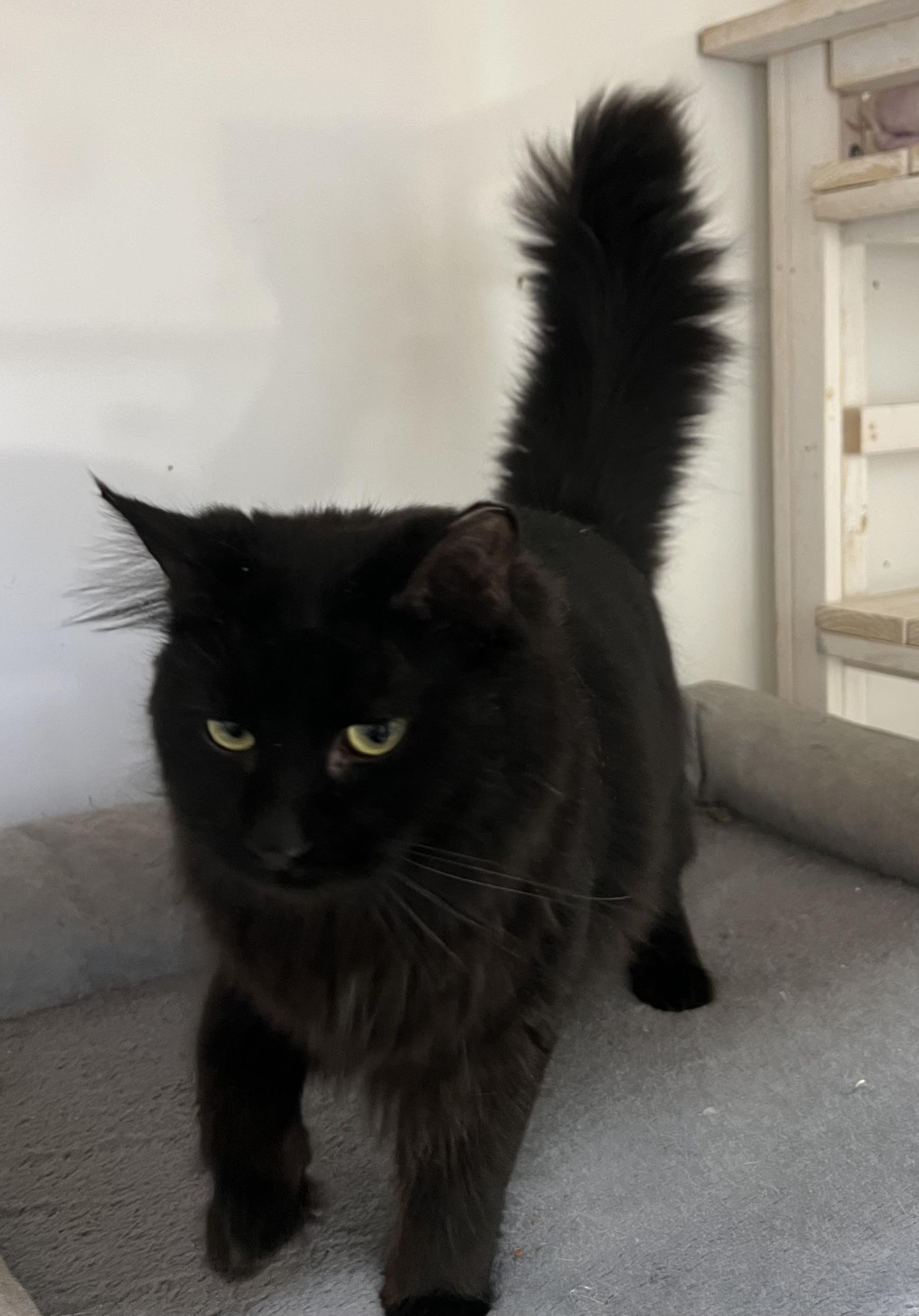 Enlarge Uno, a Adopted Domestic Long Hair in Knoxville, GA image 2/4