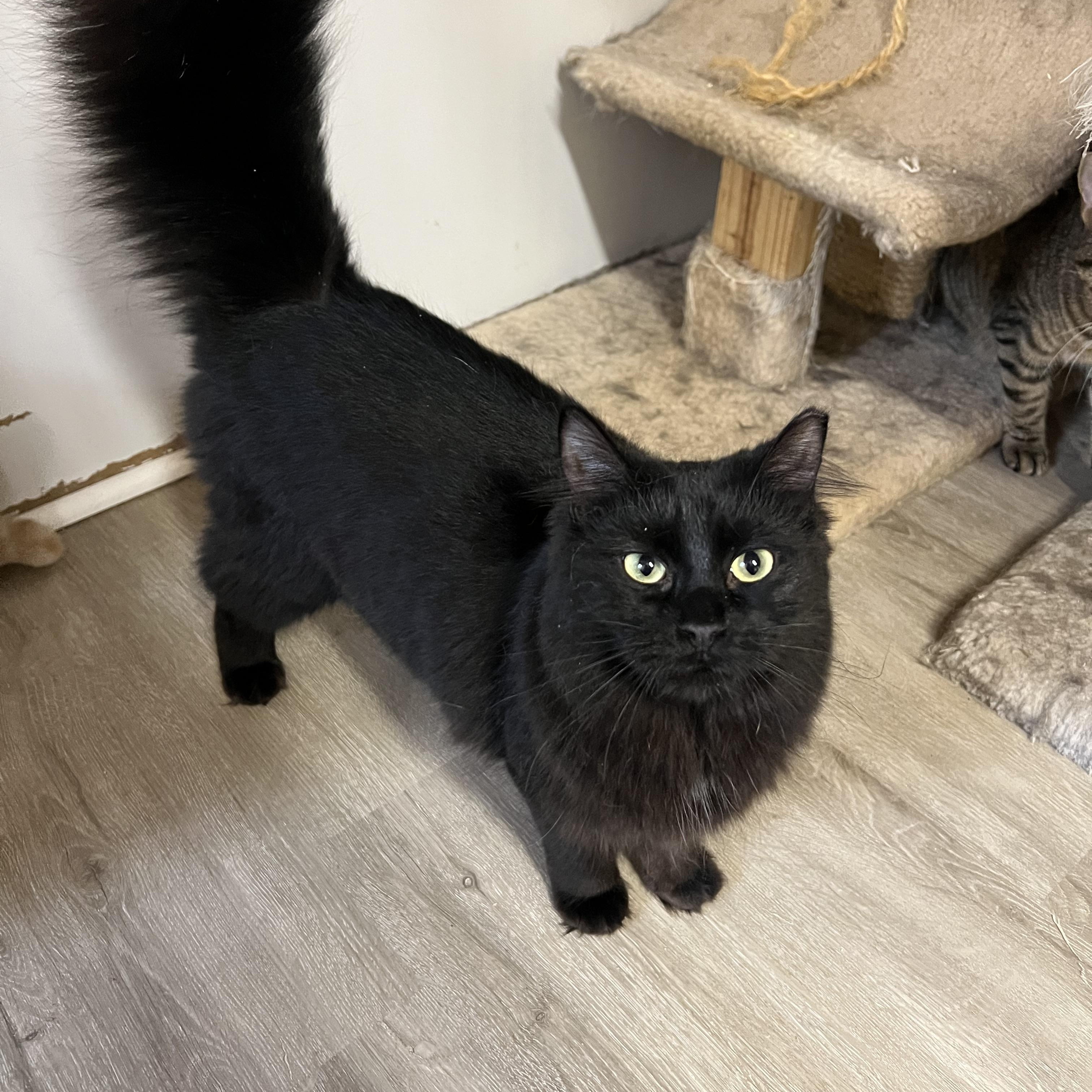 Uno, Adopted, Adult Female Domestic Long Hair.