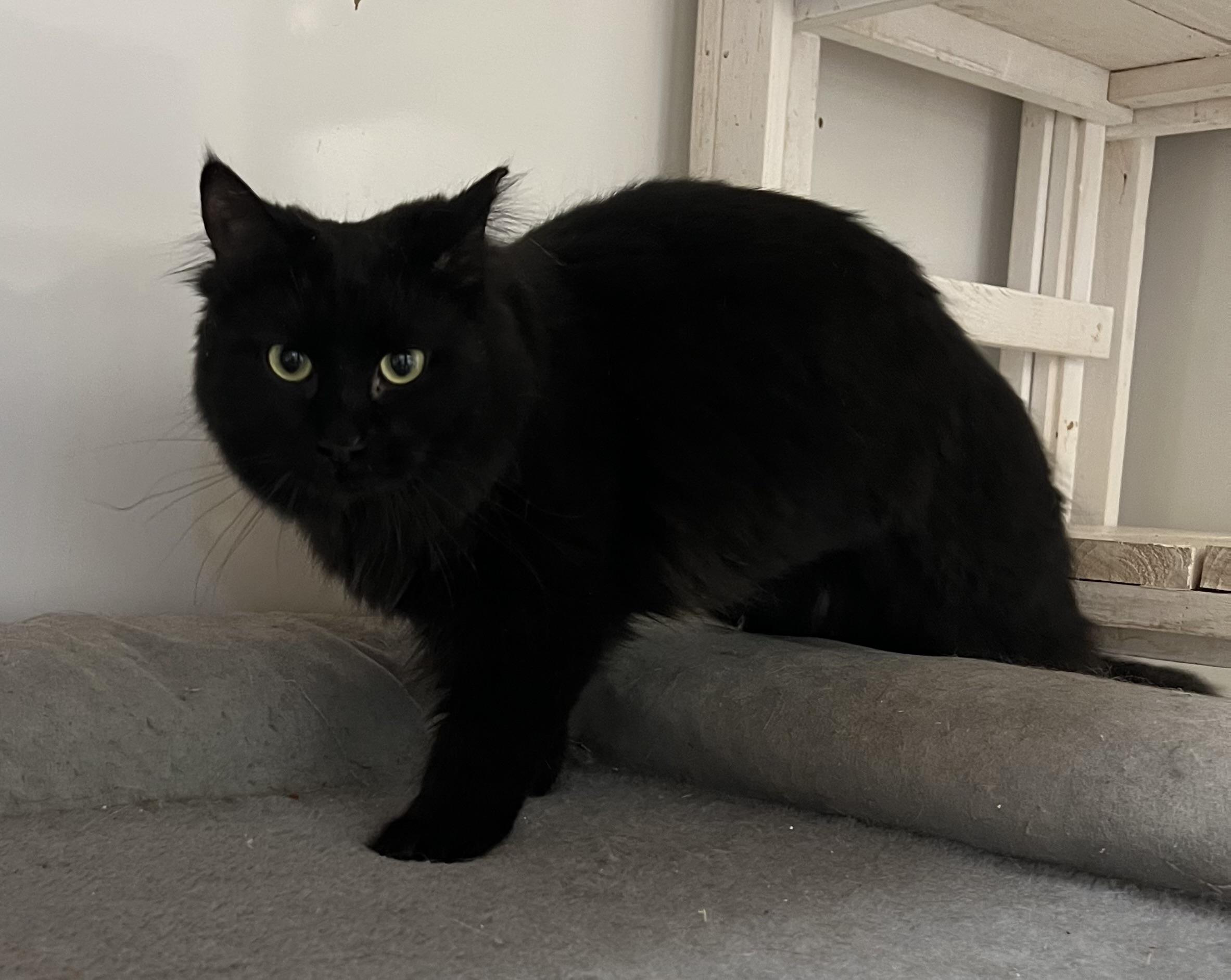 Enlarge Uno, a Adopted Domestic Long Hair in Knoxville, GA image 3/4