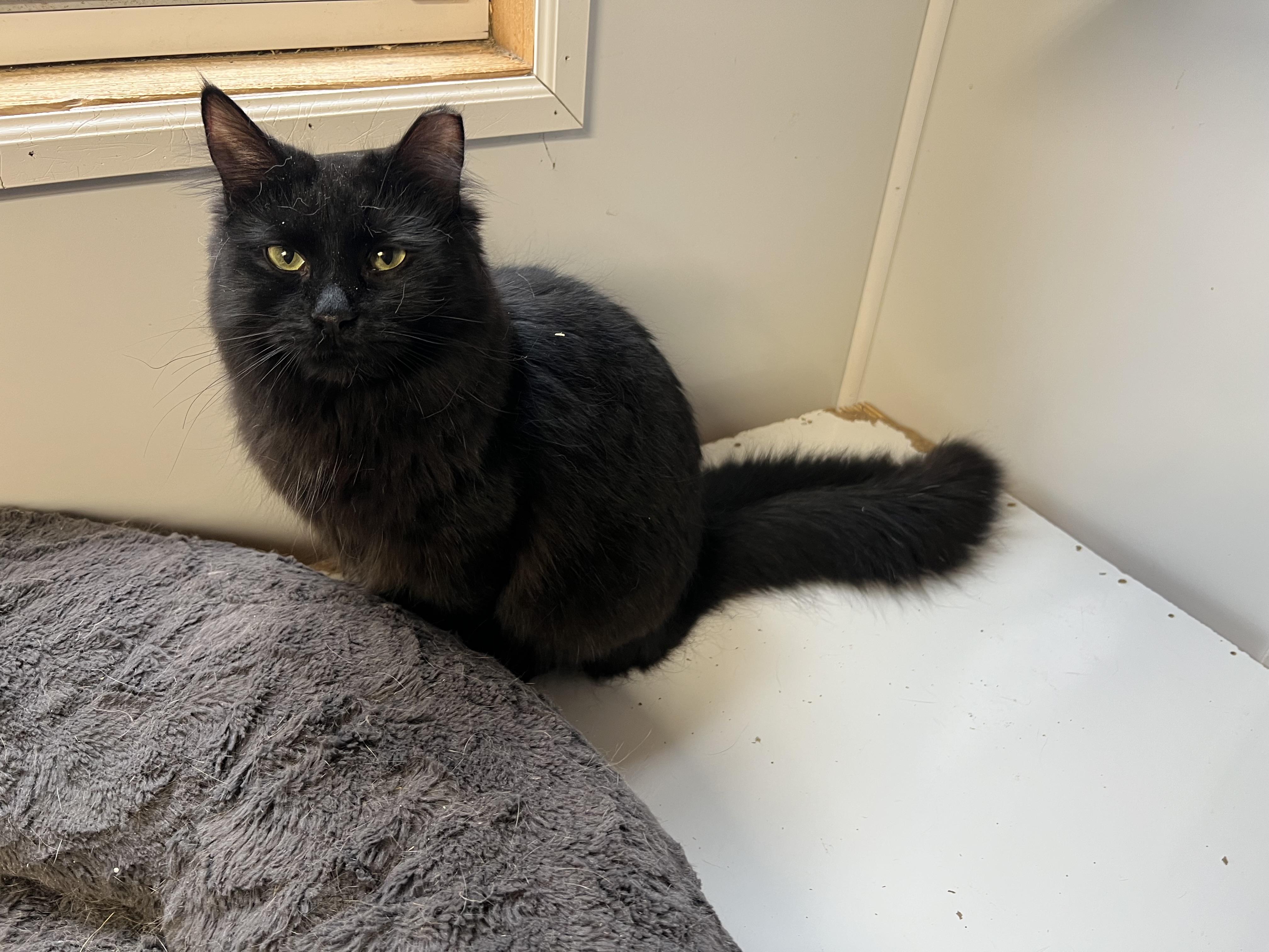 Enlarge Uno, a Adopted Domestic Long Hair in Knoxville, GA image 4/4