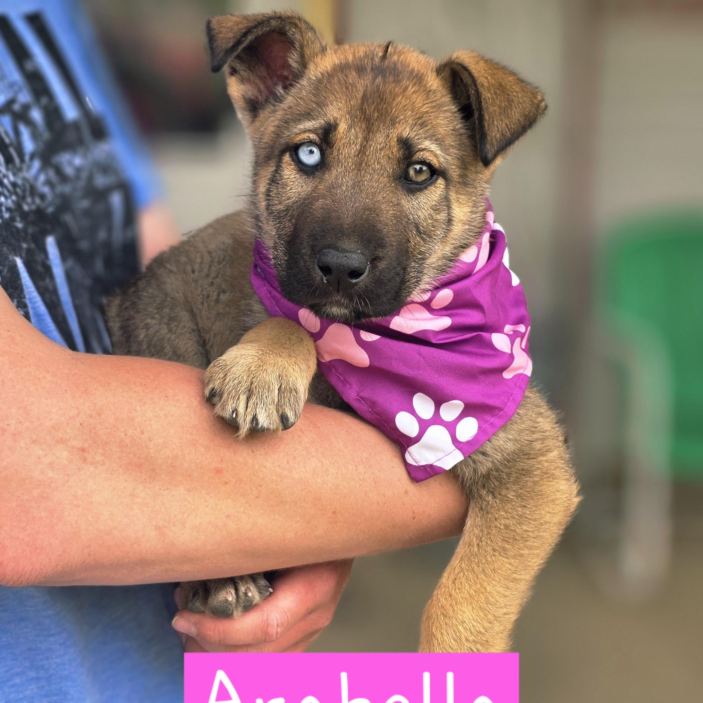 Enlarge Arabella, an adopted mixed breed in Walthill, NE image 1/1