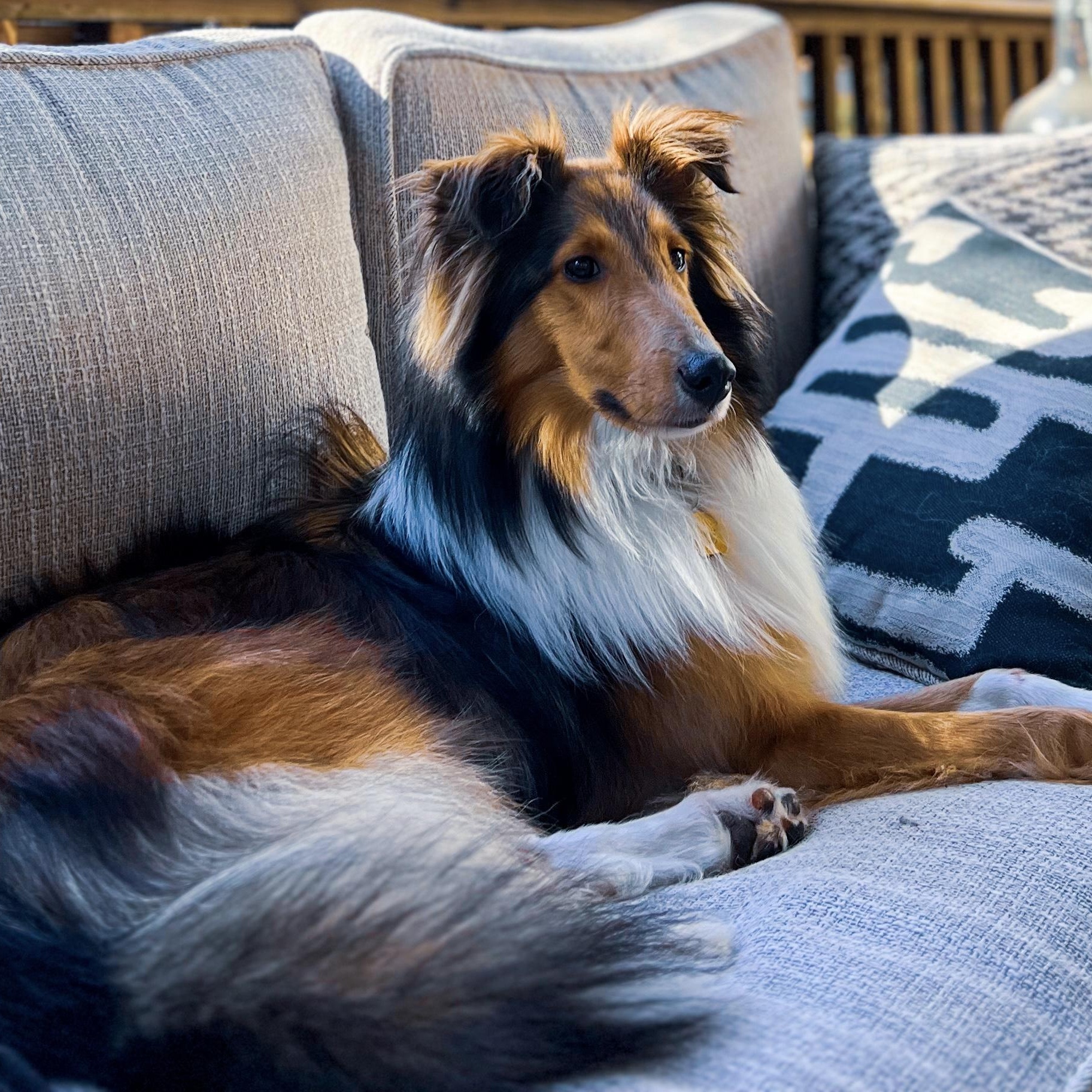 ***ADOPTION PENDING*** Bourbon, Adoptable, Puppy Male Shetland Sheepdog / Sheltie.