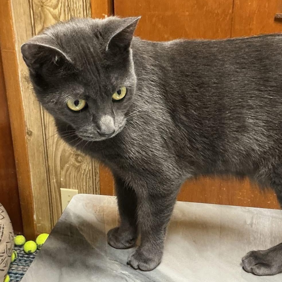 Enlarge Charline (f) 2yrs old Russian Blue , an adopted Russian Blue in Ottawa, ON image 5/6