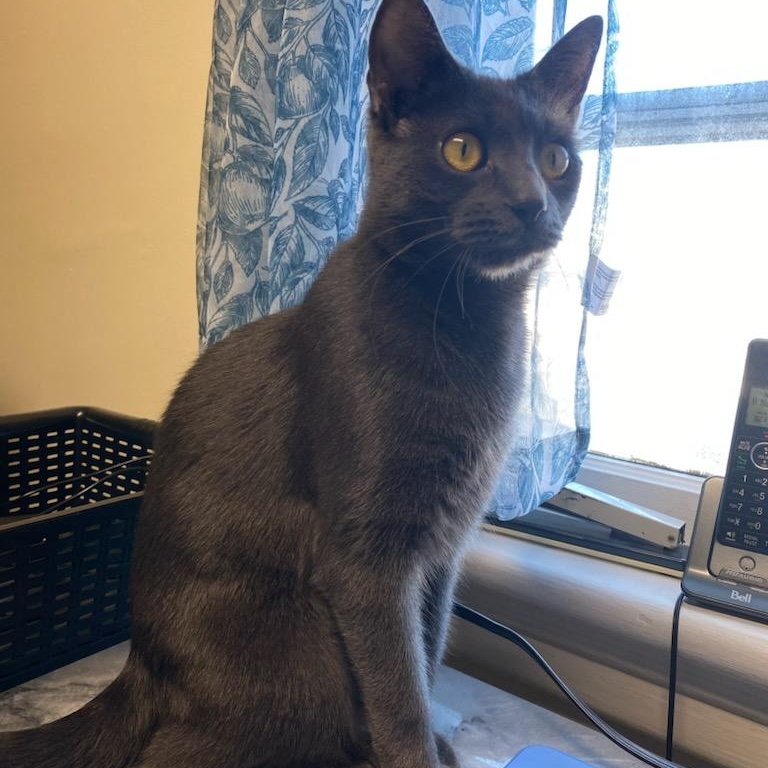 Enlarge Charline (f) 2yrs old Russian Blue , an adopted Russian Blue in Ottawa, ON image 2/6