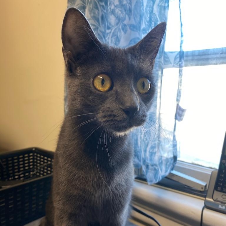 Charline (f) 2yrs old Russian Blue , adopted, Adult Female Russian Blue.