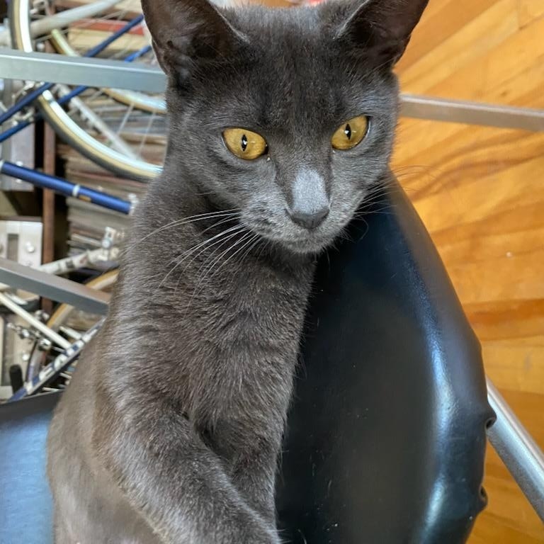 Enlarge Charline (f) 2yrs old Russian Blue , an adopted Russian Blue in Ottawa, ON image 3/6