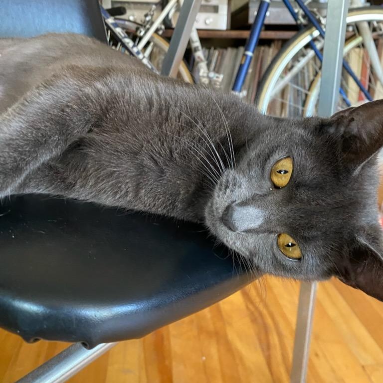 Enlarge Charline (f) 2yrs old Russian Blue , an adopted Russian Blue in Ottawa, ON image 6/6