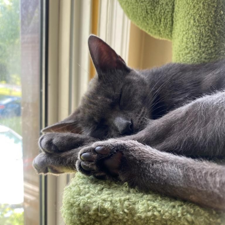 Enlarge Charline (f) 2yrs old Russian Blue , an adopted Russian Blue in Ottawa, ON image 4/6