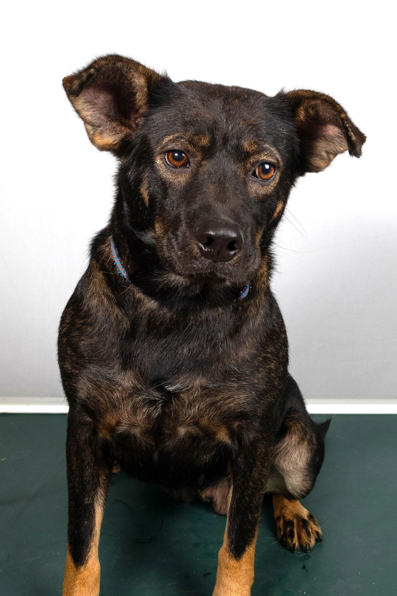 Fanny, a Adoptable mixed breed in Frenchburg, KY image 1/2