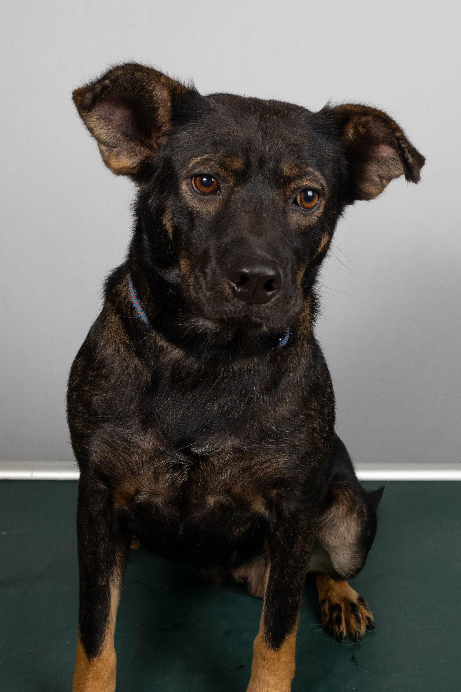 Enlarge Fanny, a Adoptable mixed breed in Frenchburg, KY image 1/2