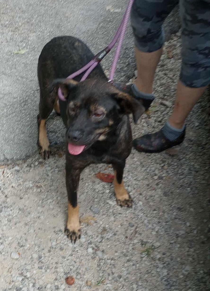 Fanny, a Adoptable mixed breed in Frenchburg, KY image 2/2