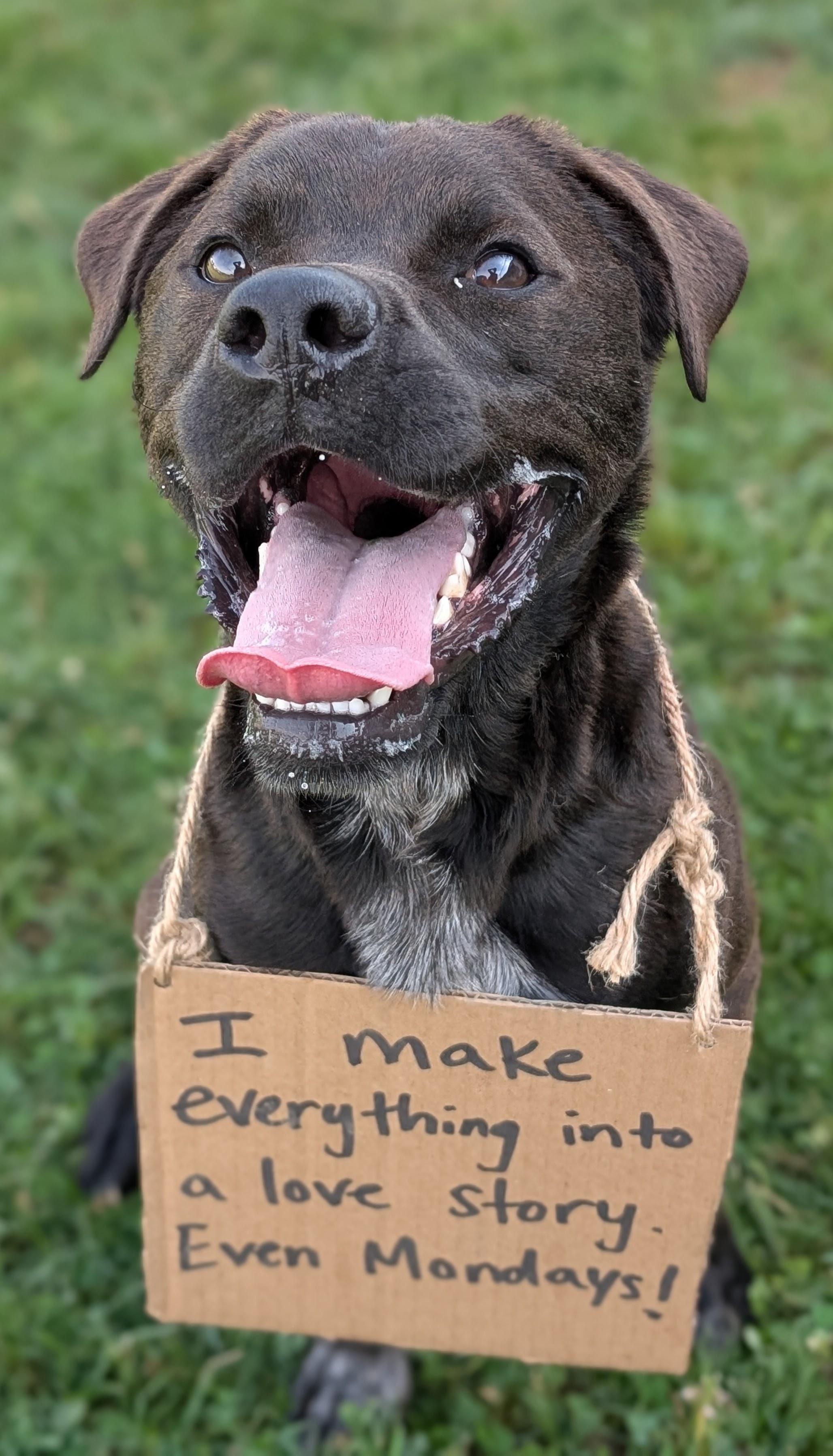 Enlarge 184604 Boomer, a Adoptable mixed breed in Ravenna, OH image 3/6