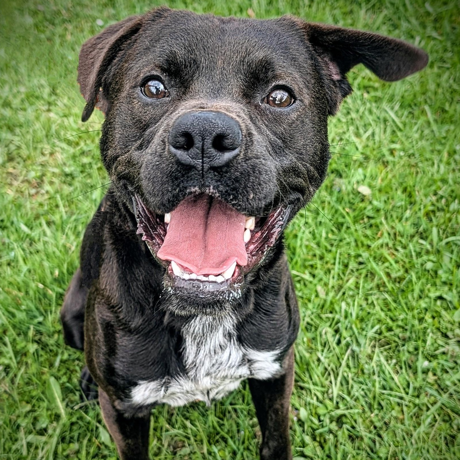 Enlarge 184604 Boomer, a Adoptable mixed breed in Ravenna, OH image 6/6