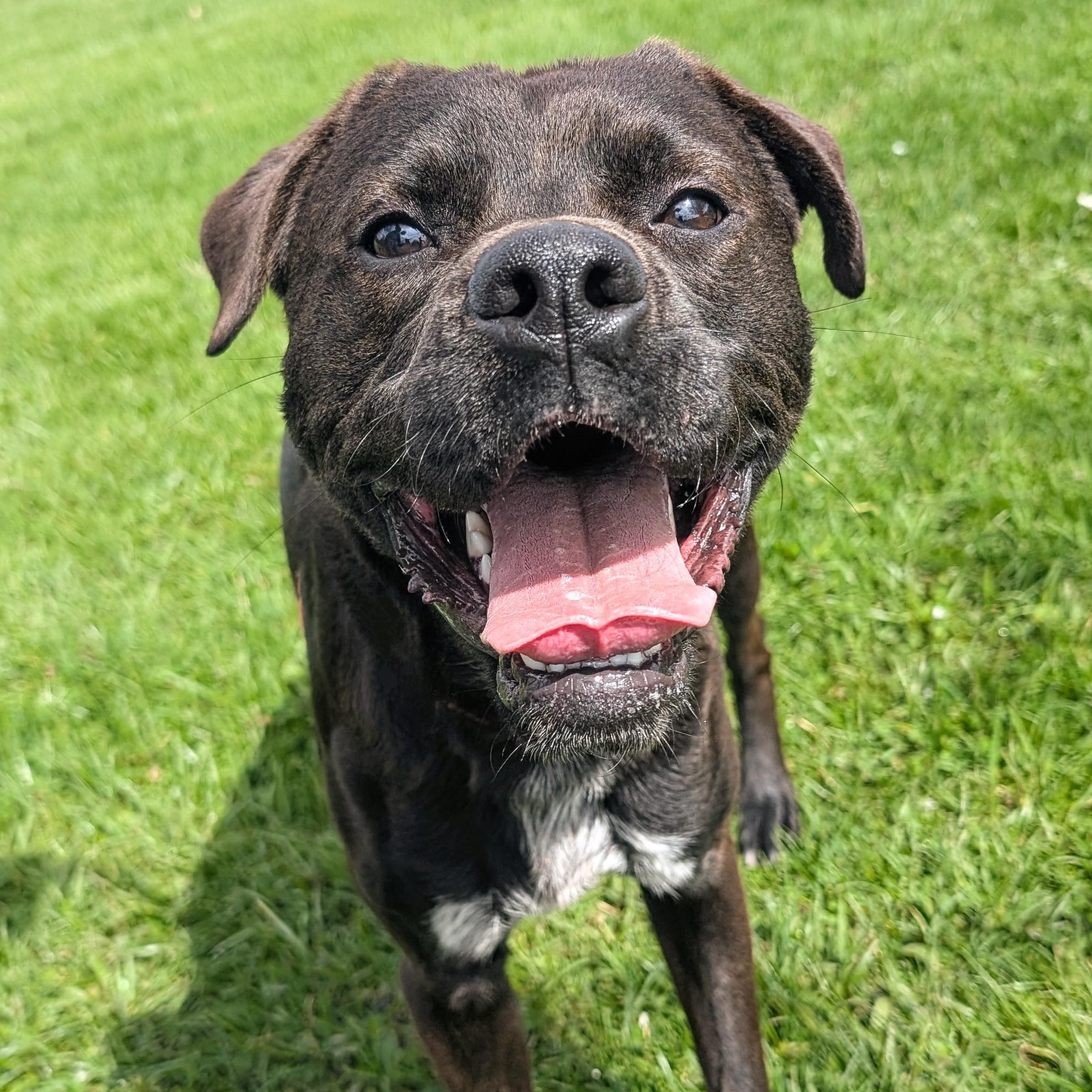 Enlarge 184604 Boomer, a Adoptable mixed breed in Ravenna, OH image 1/6
