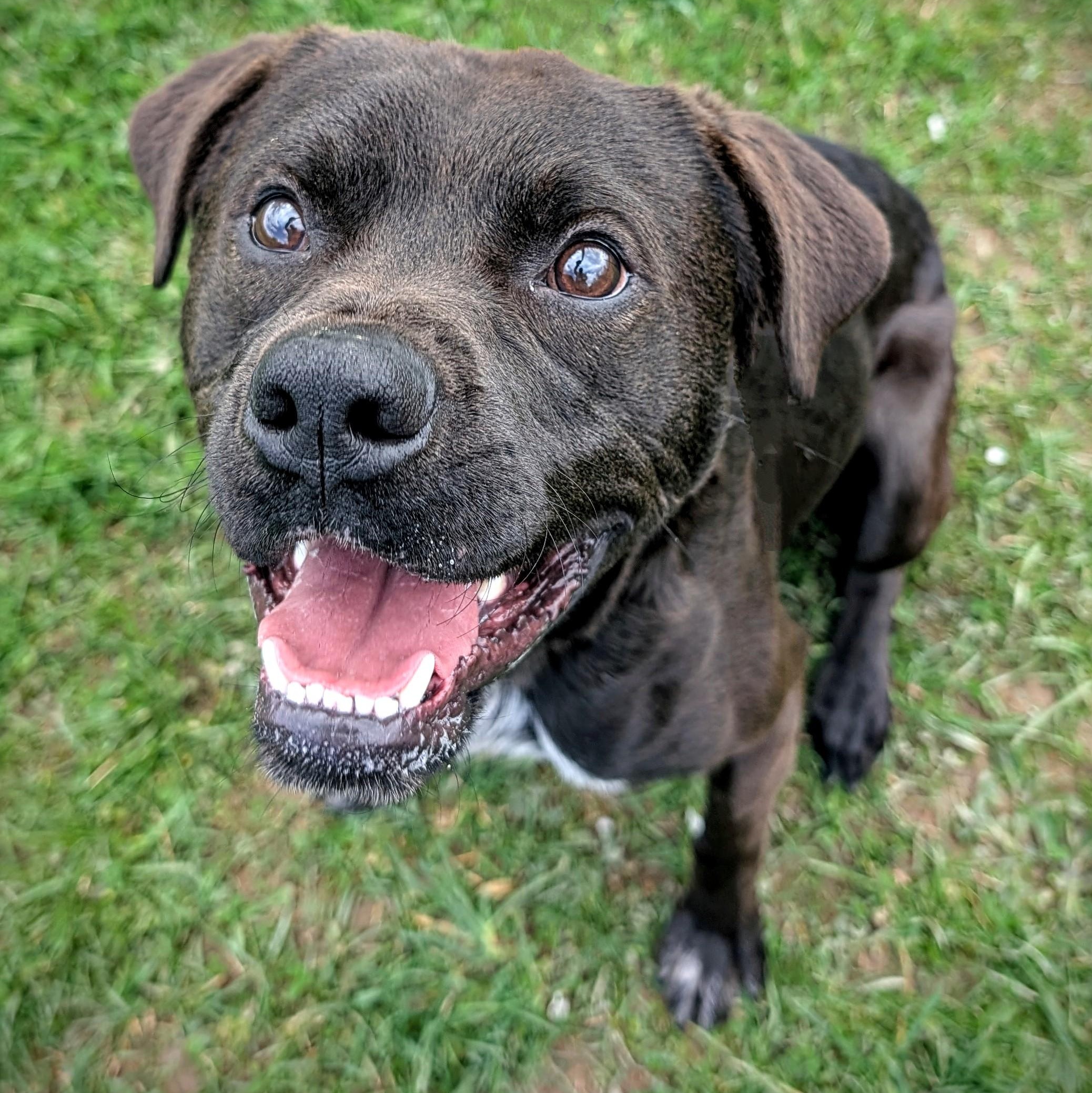 Enlarge 184604 Boomer, a Adoptable mixed breed in Ravenna, OH image 5/6