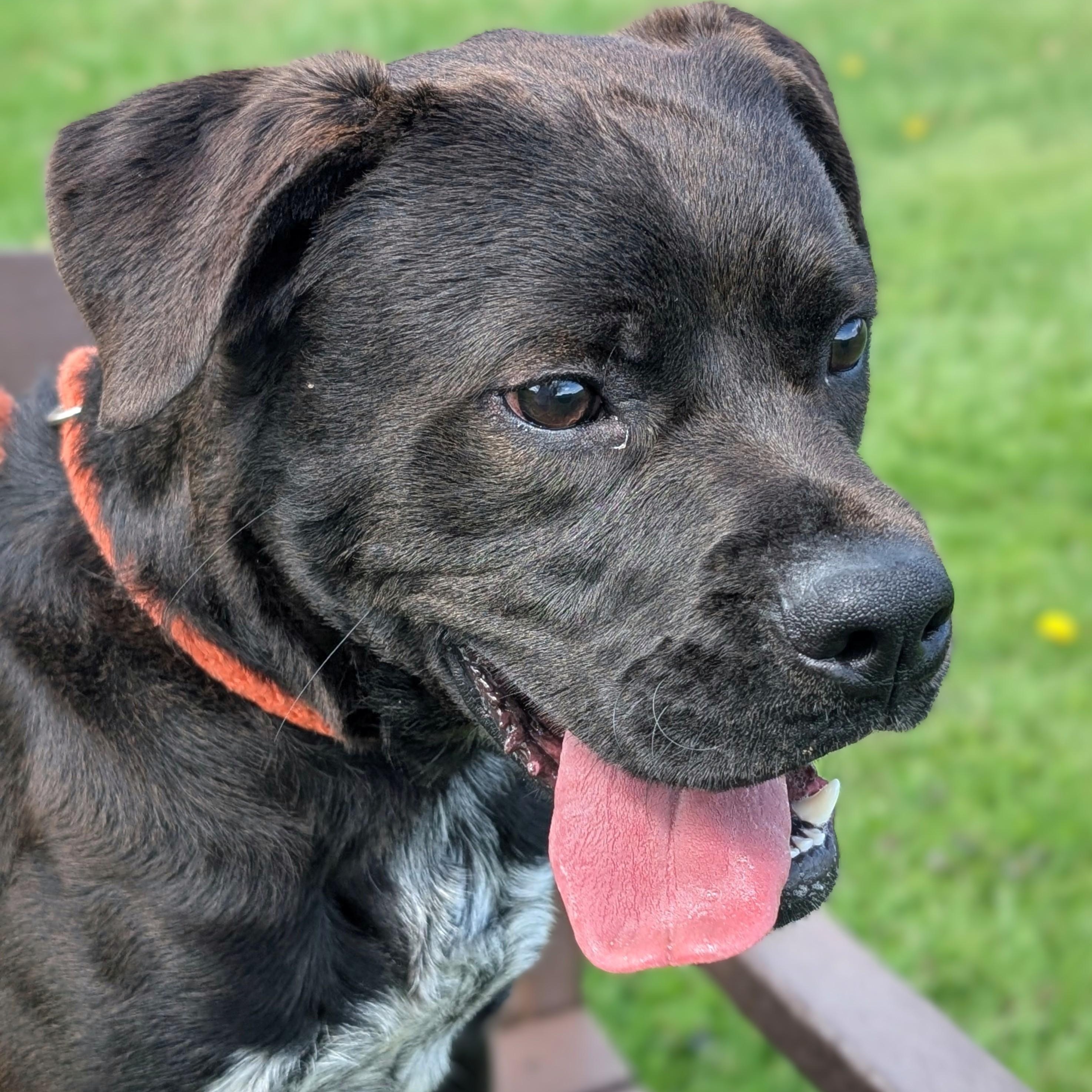 Enlarge 184604 Boomer, a Adoptable mixed breed in Ravenna, OH image 4/6
