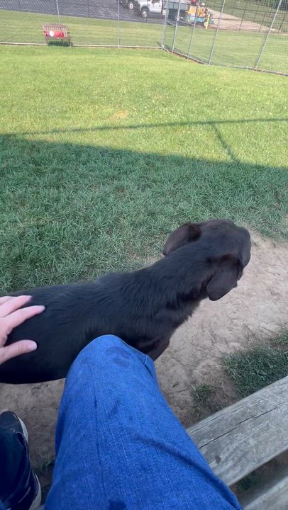 Enlarge 184604 Boomer, a Adoptable mixed breed in Ravenna, OH video 2/6