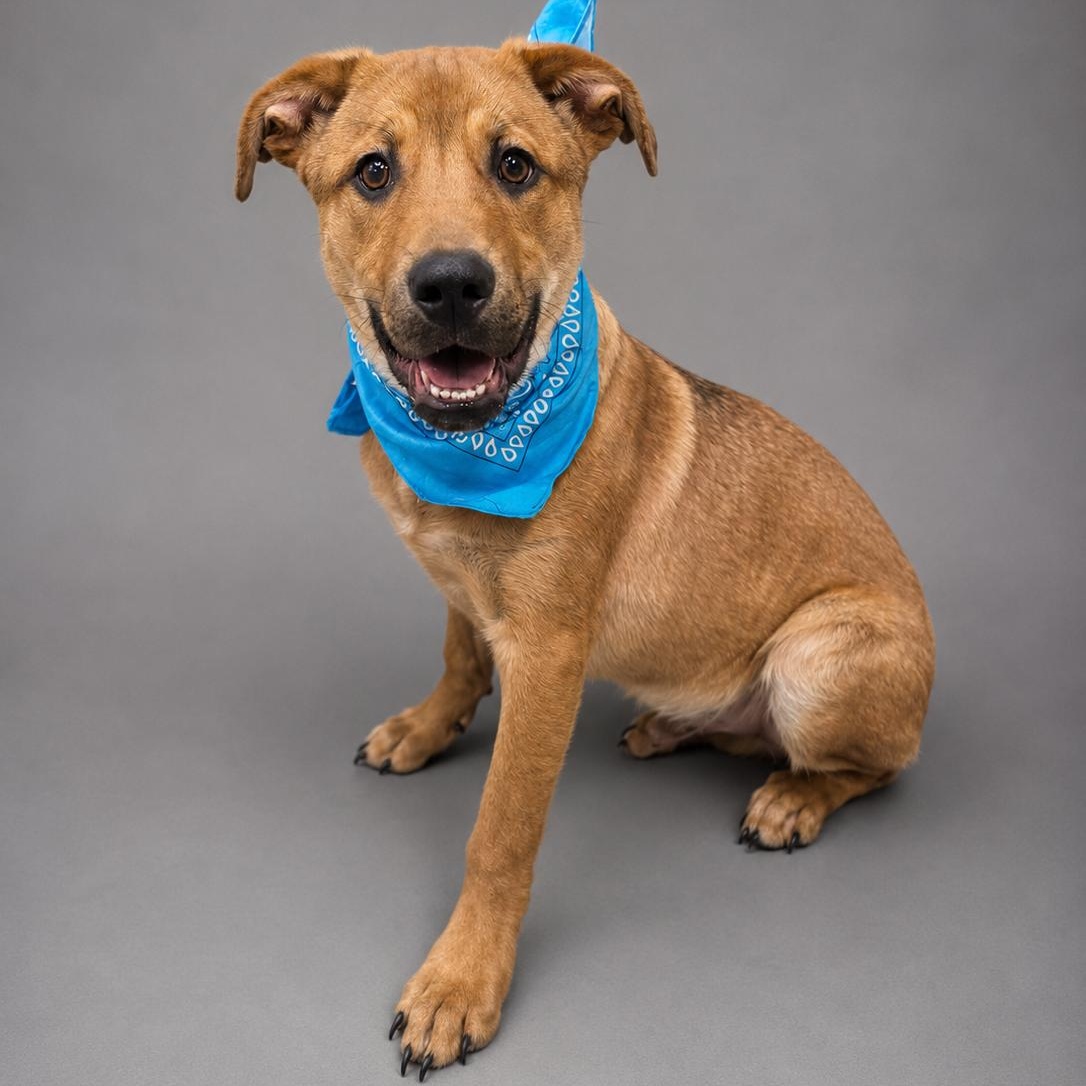 Enlarge Levi, a Adopted mixed breed in Houston, TX image 2/6