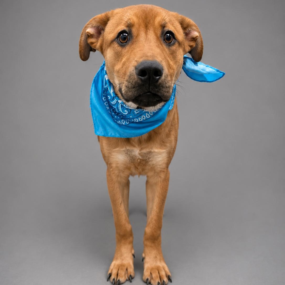 Enlarge Levi, a Adopted mixed breed in Houston, TX image 3/6