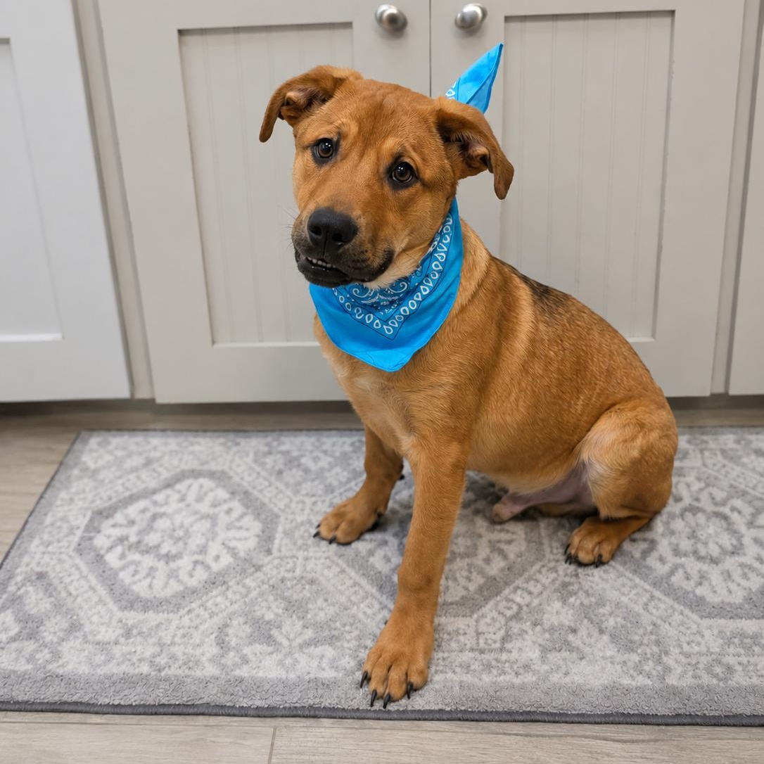 Enlarge Levi, a Adopted mixed breed in Houston, TX image 4/6