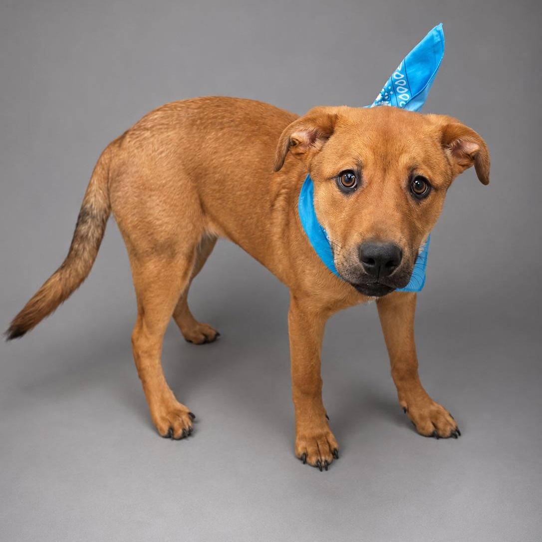 Enlarge Levi, a Adopted mixed breed in Houston, TX image 5/6