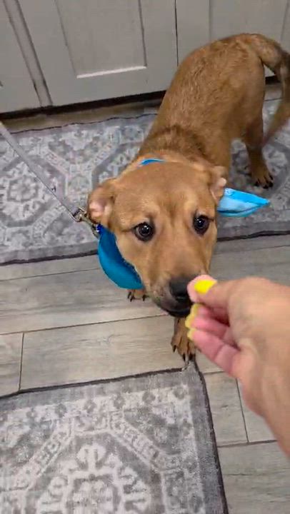 Enlarge Levi, a Adopted mixed breed in Houston, TX video 6/6
