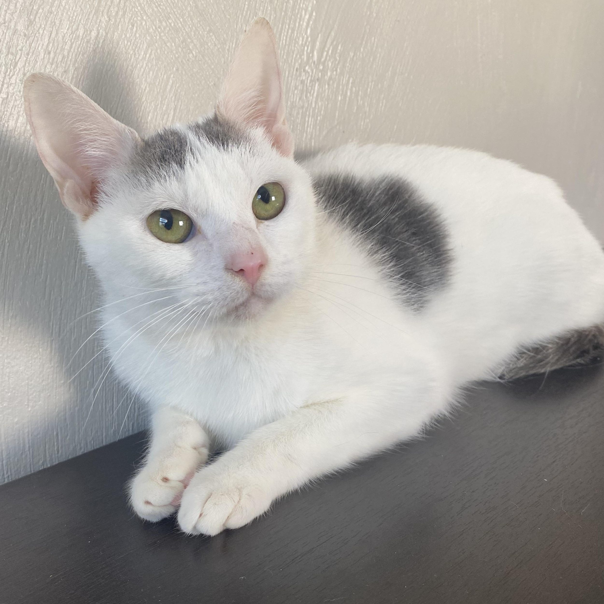 Buffy, Adopted, Adult Female Domestic Short Hair.