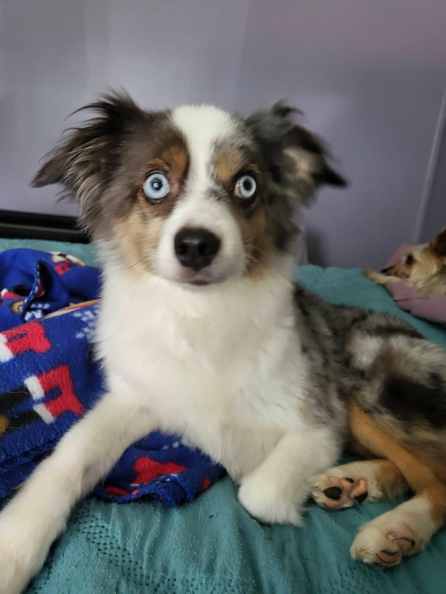 Enlarge Charlie, a Adoptable Australian Shepherd in Salisbury, NC image 2/2