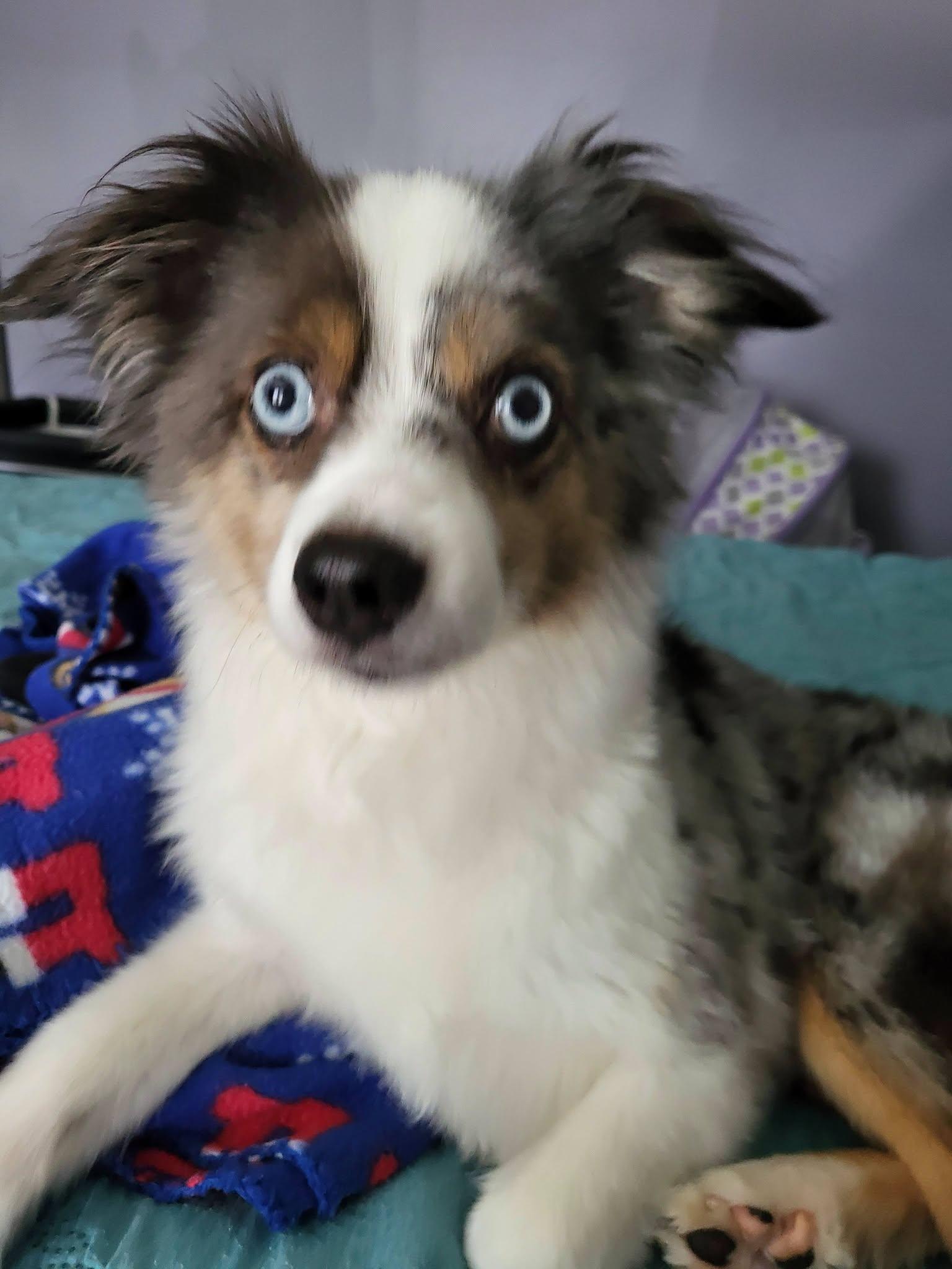 Charlie, Adoptable, Adult Female Australian Shepherd.