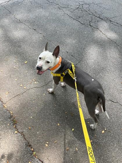 Queen Dahlia, Adoptable, Adult Female Mixed Breed & Mixed Breed.