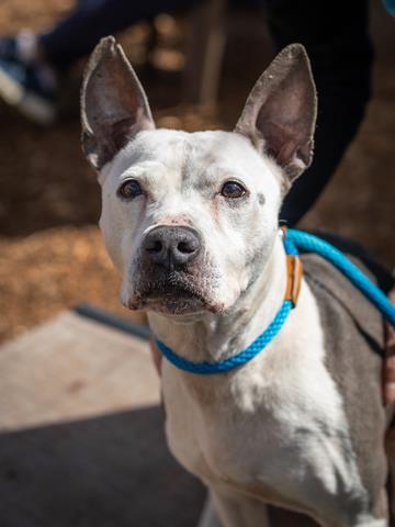 Queen Dahlia, a Adoptable Mixed Breed in Chamblee, GA image 2/3