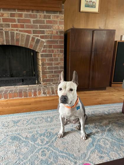 Queen Dahlia, a Adoptable Mixed Breed in Chamblee, GA image 3/3