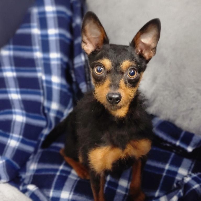 Enlarge Waylon, a Adoptable mixed breed in House Springs, MO image 2/2