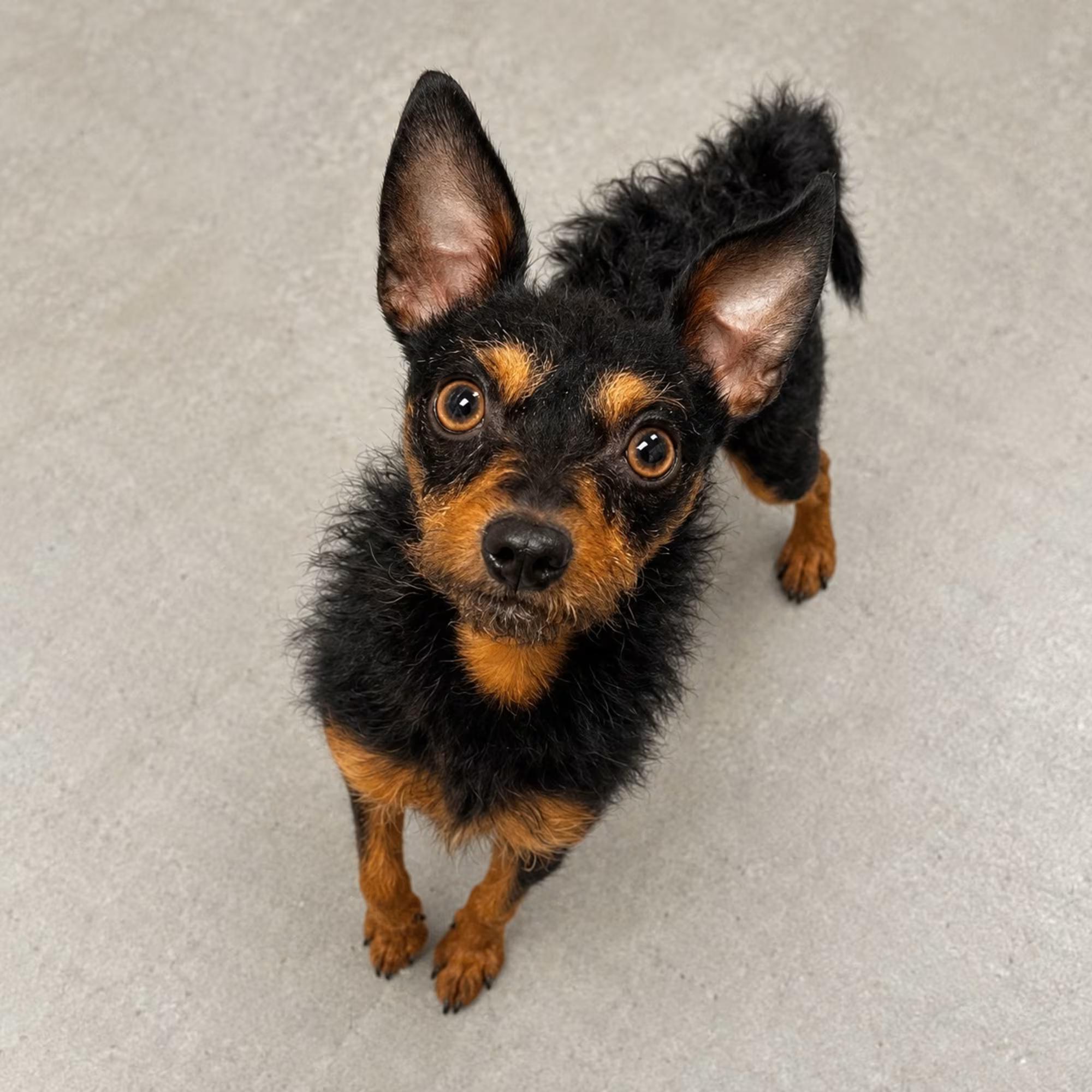 Waylon, Adoptable, Young Male Miniature Pinscher & Miniature Poodle.