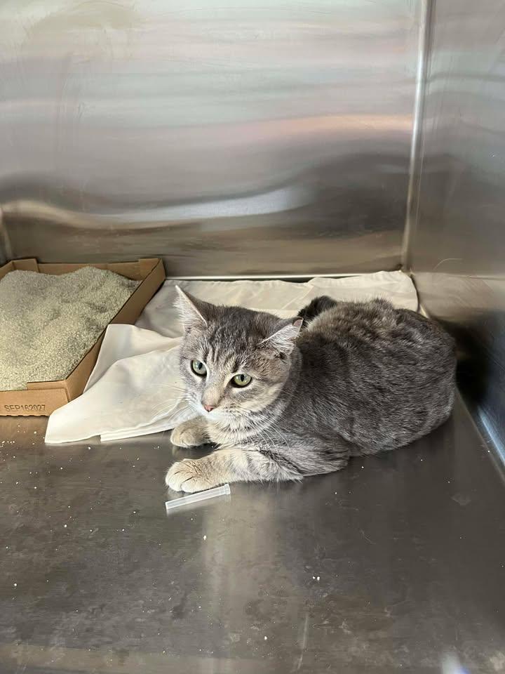 Lavender, adopted, Young Female Domestic Short Hair.