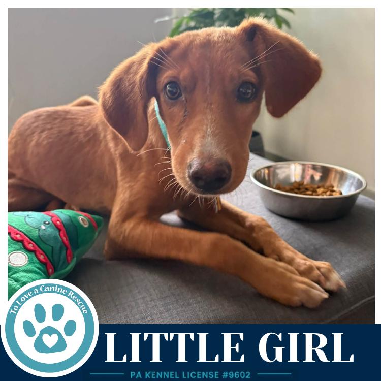 Little Girl 091226, Adoptable, Young Female Labrador Retriever.