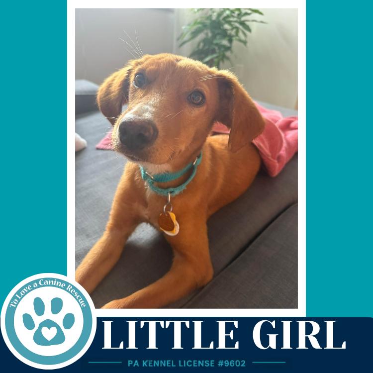 Enlarge Little Girl 091226, a Adoptable mixed breed in Kimberton, PA image 2/2