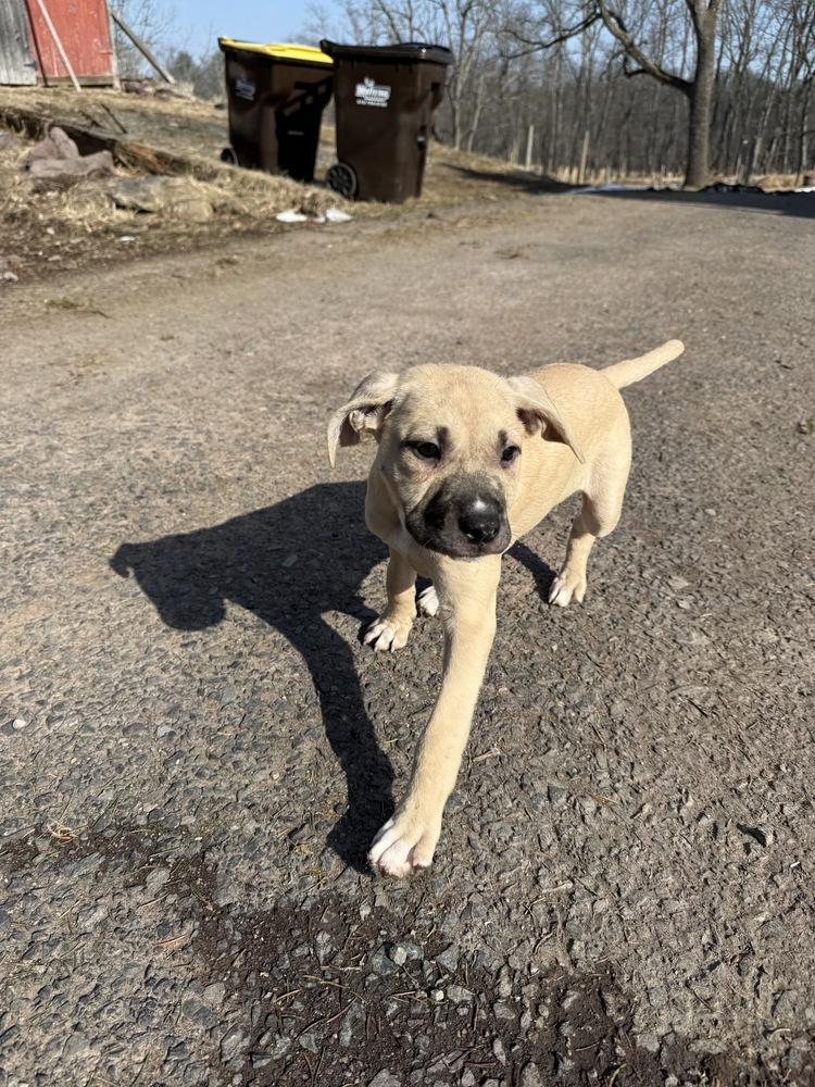 Parfait — thumbnail 2